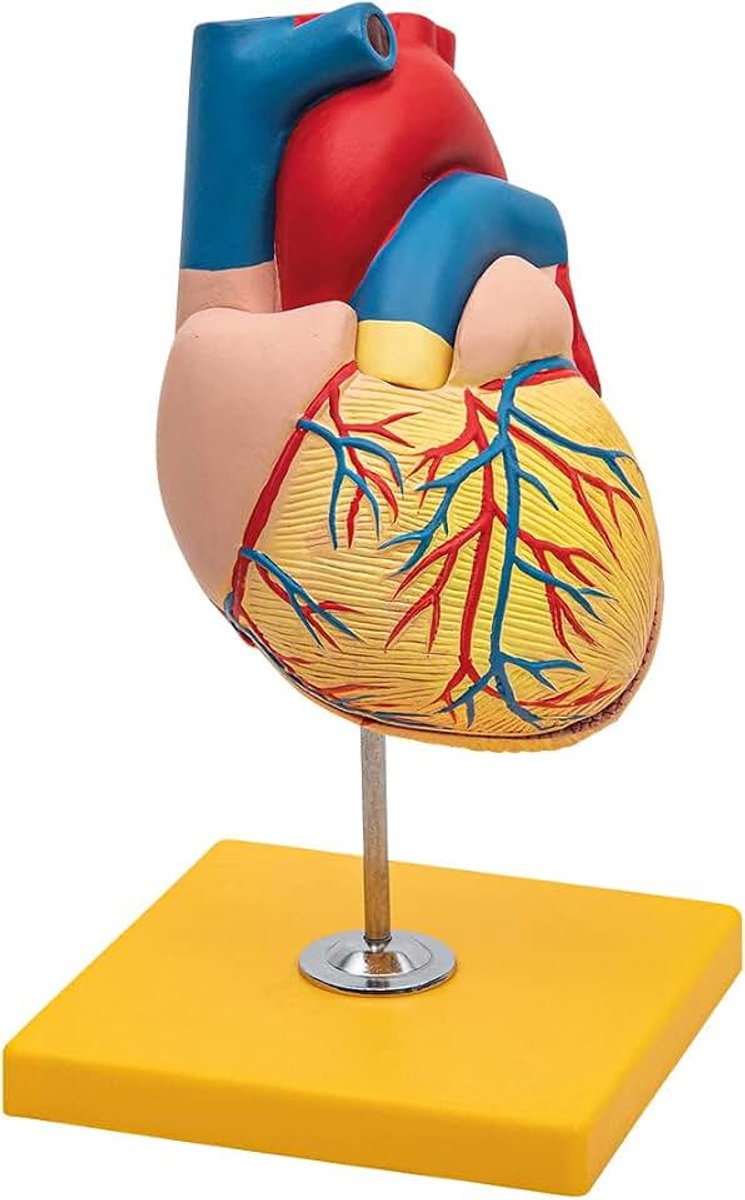 2-delig anatomiemodel van het menselijk hart met sokkel - ware grootte - schoolonderwijs