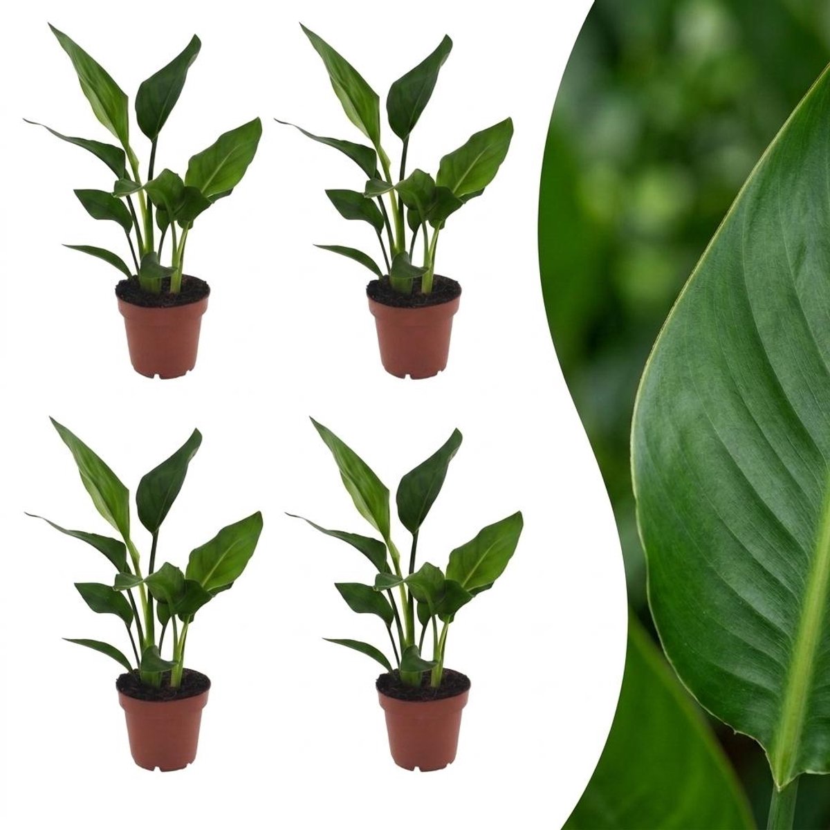 Green boutiQ - Strelitzia Reginea - Paradijsvogelbloem - 4 Planten - Pot 12cm - Hoogte - 35cm