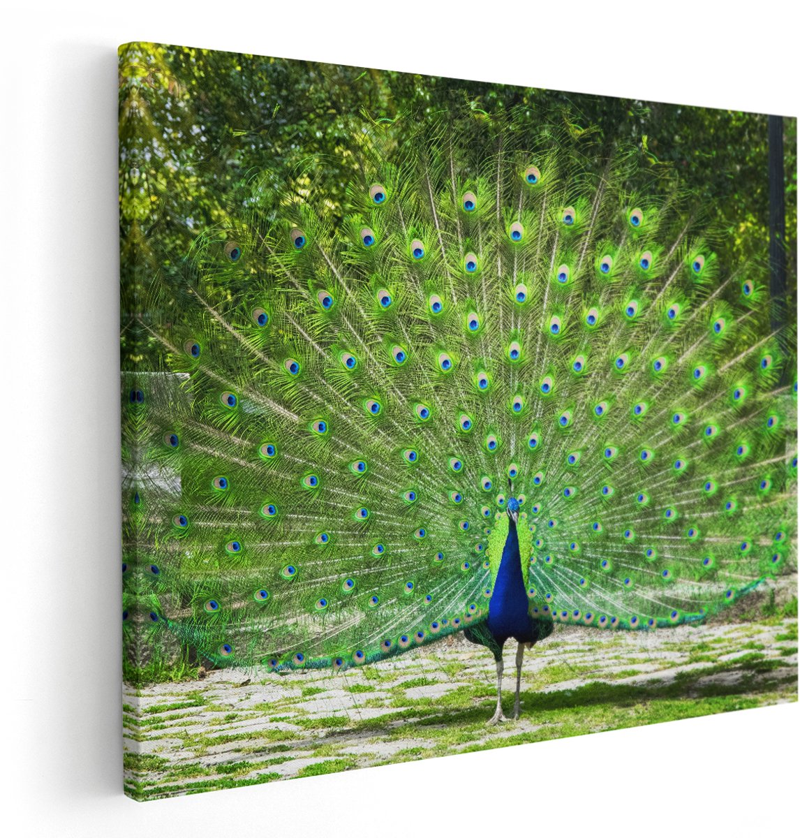 Artaza Canvas Schilderij Pauw Met Grote Kleurrijke Veren - 150x120 cm - Groot - Wanddecoratie Woonkamer - Schilderijen - Muurdecoratie