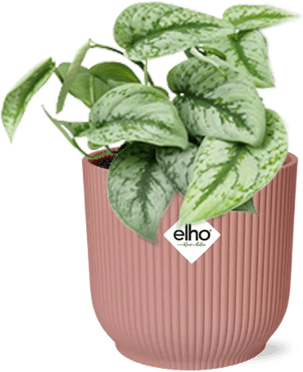 Scindapsus Pictus ‘Trebie’ in ELHO Vibes Fold 14cm roze