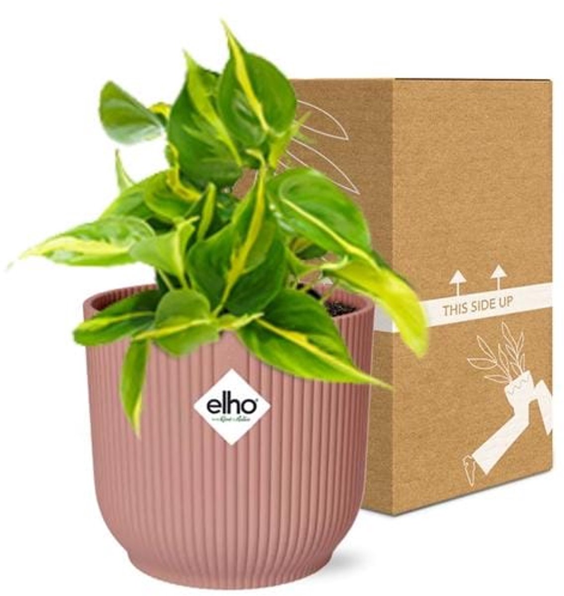 Philodendron Scandens ‘Brasil’ in ELHO Vibes Fold 14cm roze