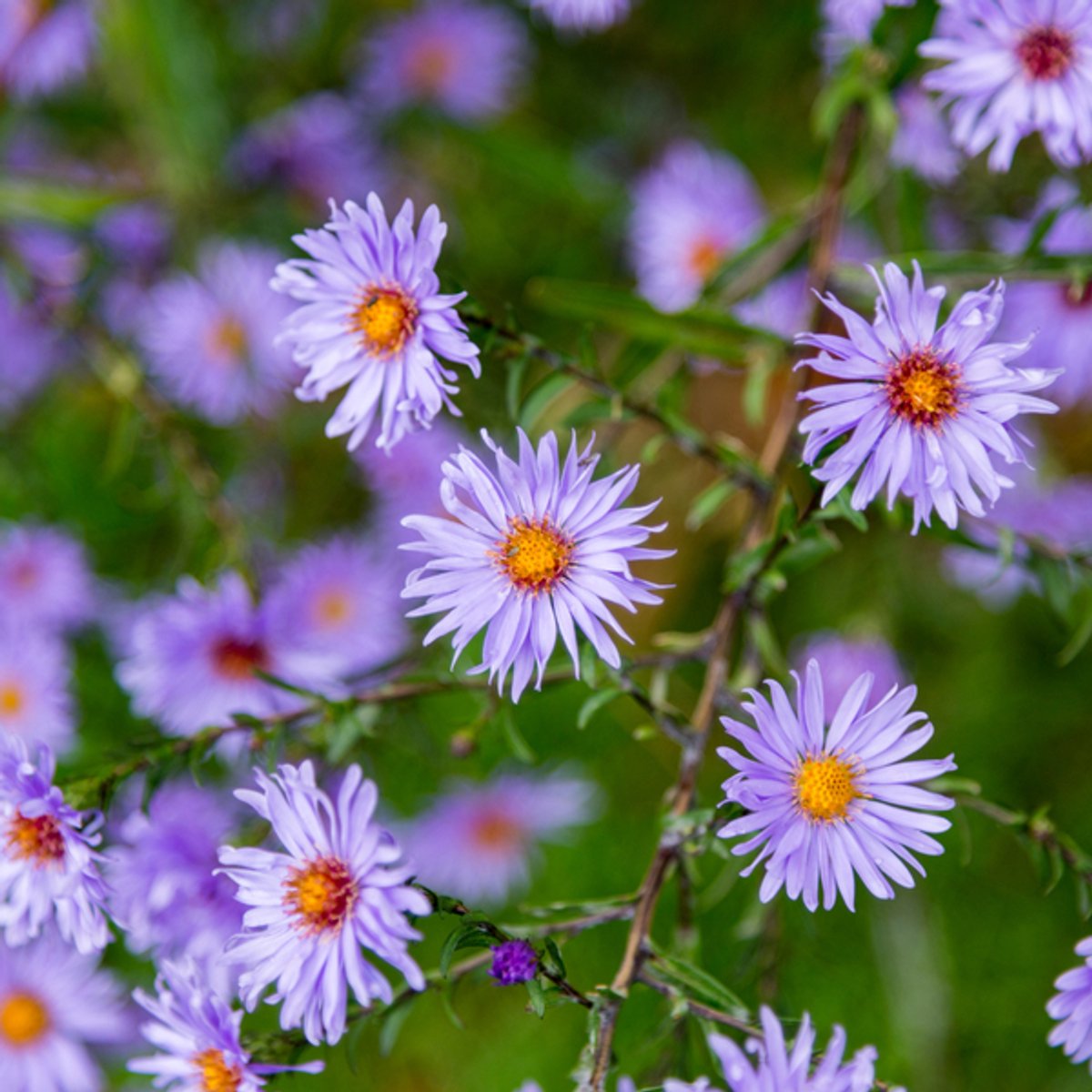 12x Aster frikartii 'Monch' - 10-25cm - Ø9cm