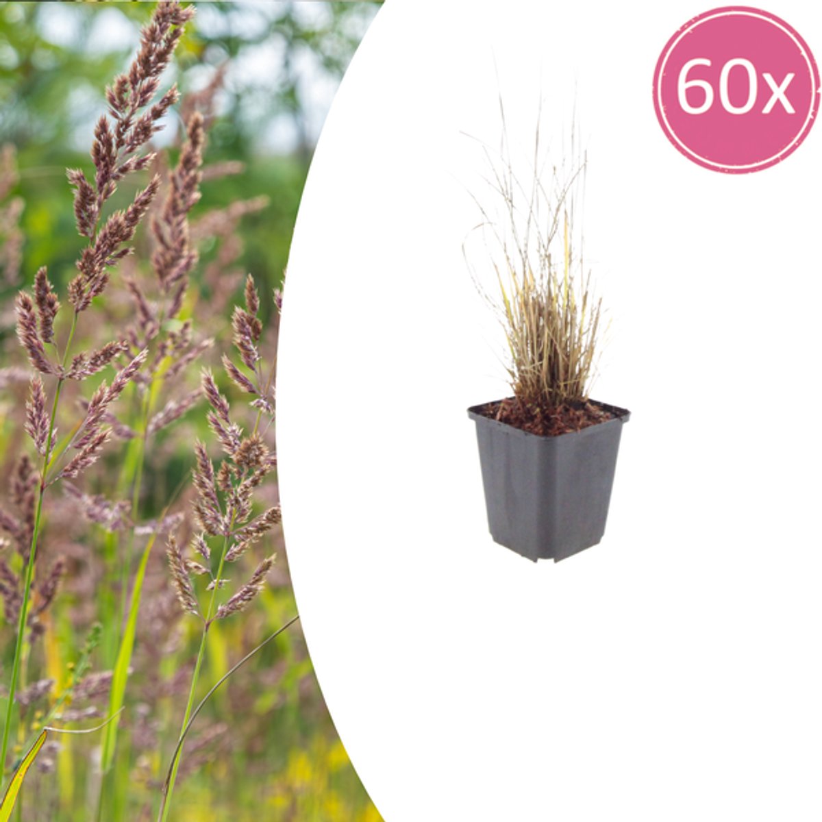 60x Calamagrostis brachytricha - 10-25cm - Ø9cm