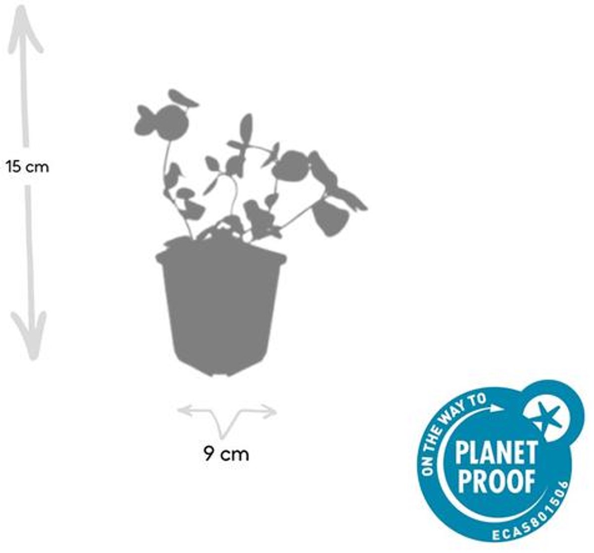 24x Vinca major - 10-25cm - Ø9cm