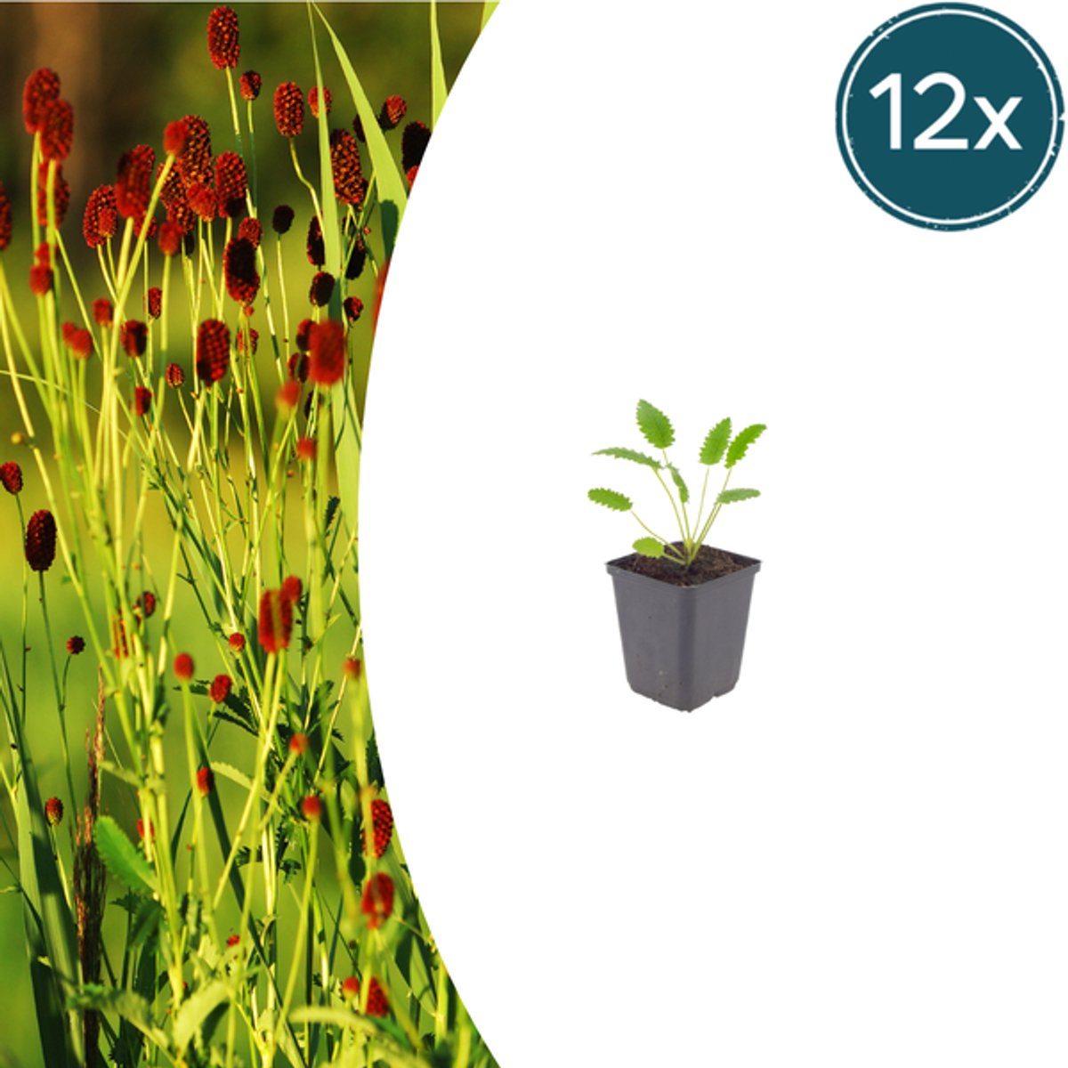 12x Sanguisorba o. 'Tanna' - 10-25cm - Ø9cm