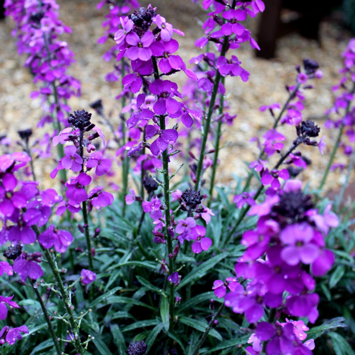 48x Erysimum 'Bowles' Mauve' - 10-25cm - Ø9cm