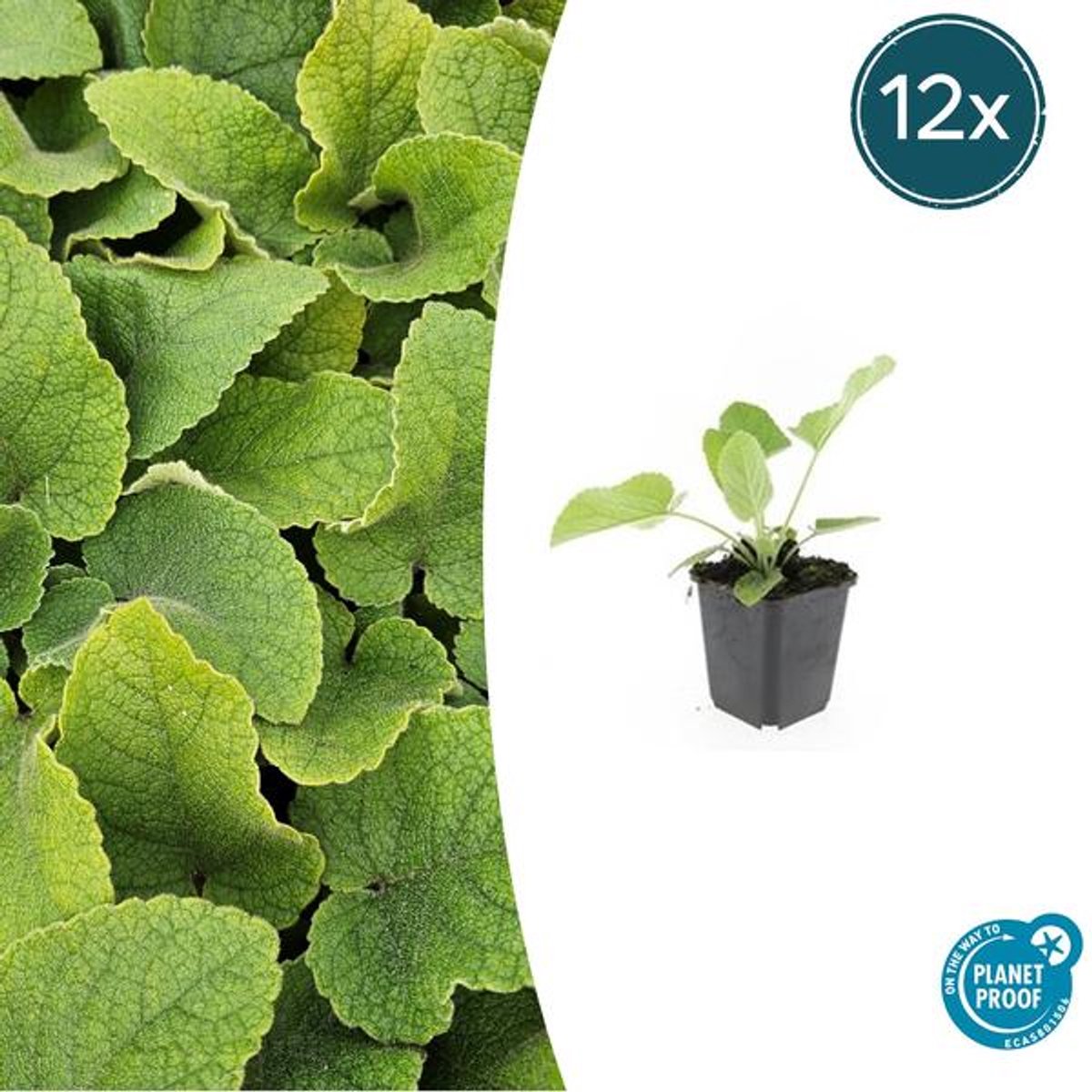 12x Phlomis russeliana - 10-25cm - Ø9cm