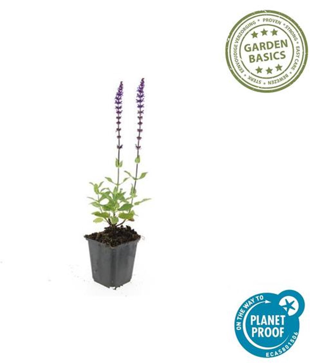 24x Salvia nem. 'Caradonna' - 10-25cm - Ø9cm