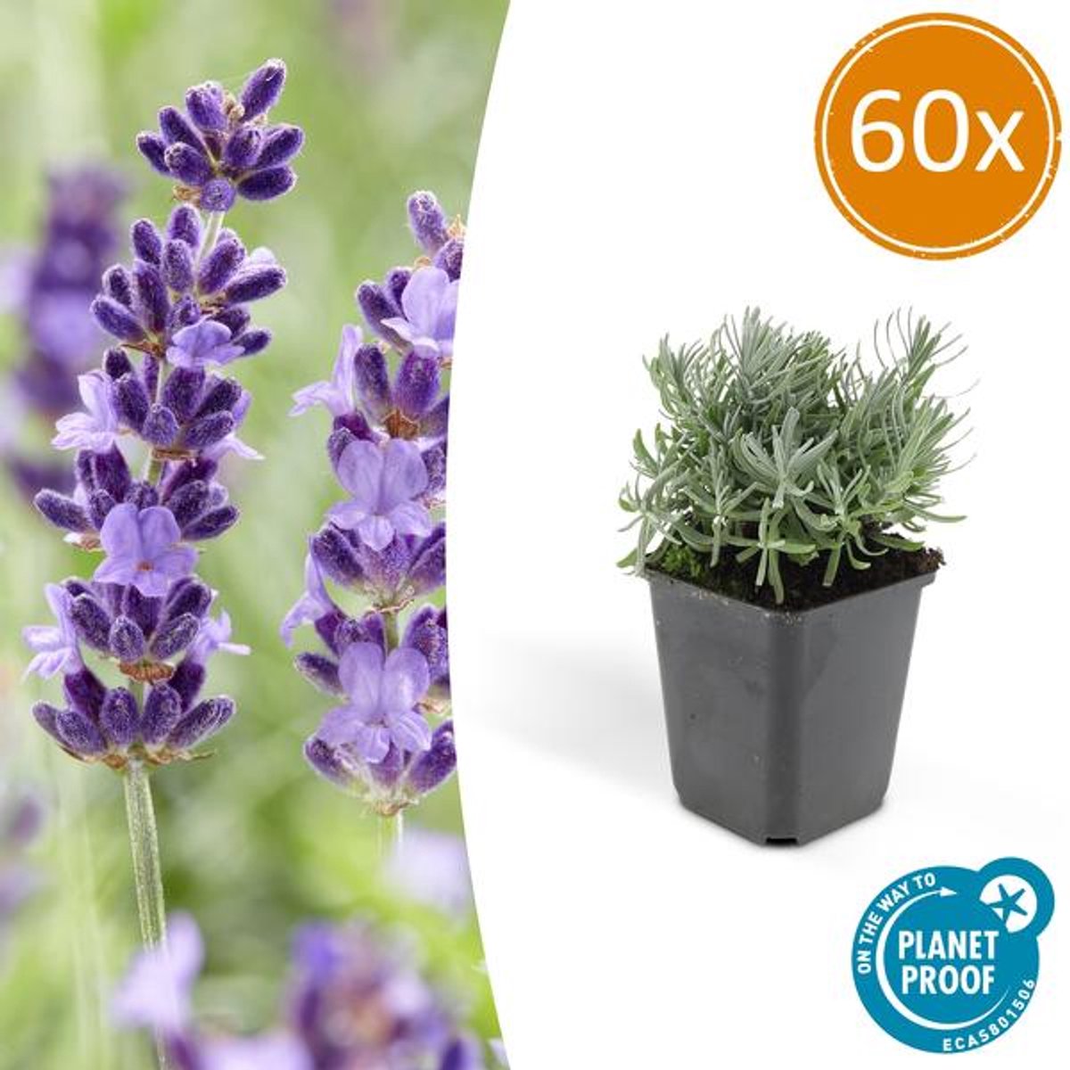 60x Lavandula 'Hidcote' - 10-25cm - Ø9cm