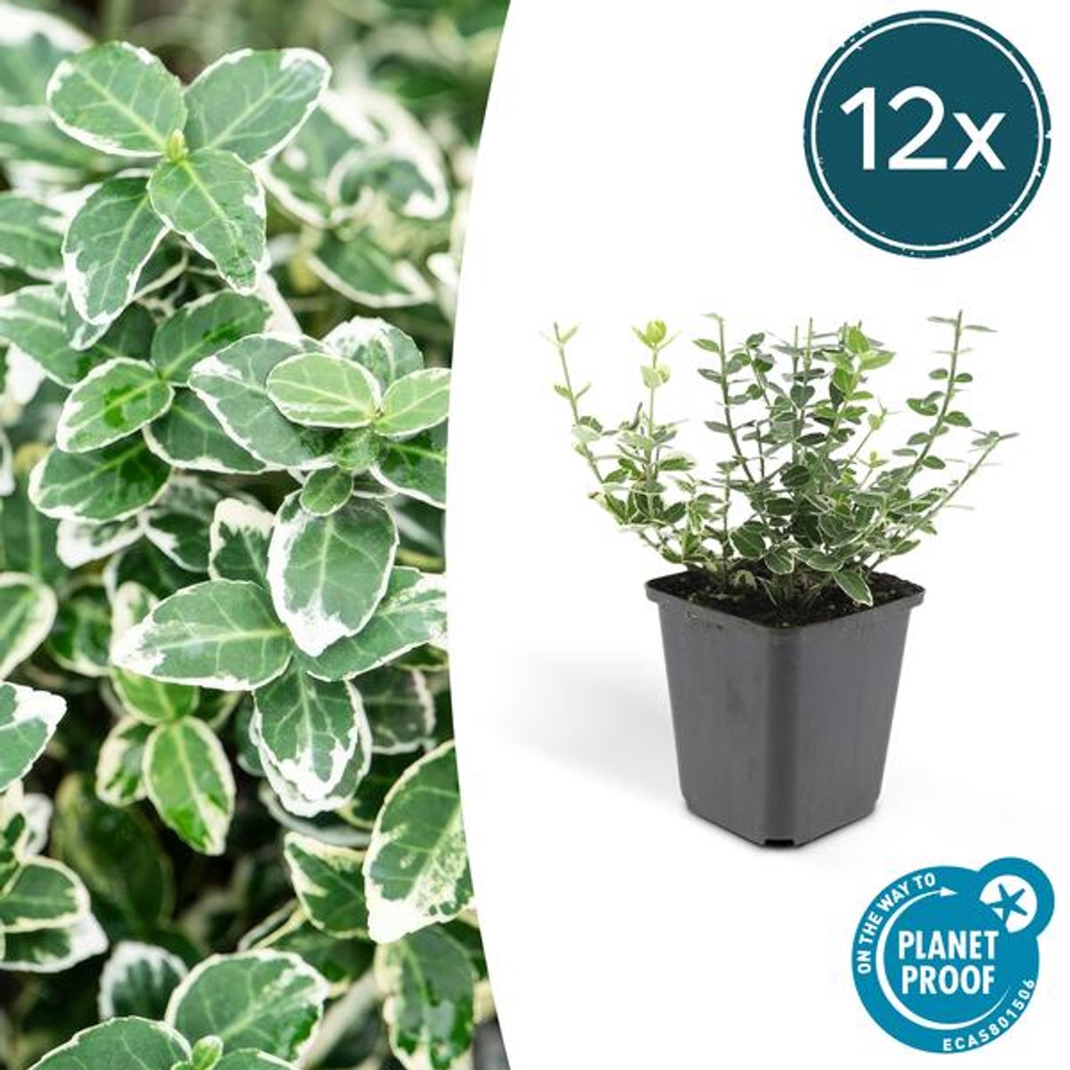 12x Euonymus fort. 'Emerald Gaiety' - 10-25cm - Ø9cm