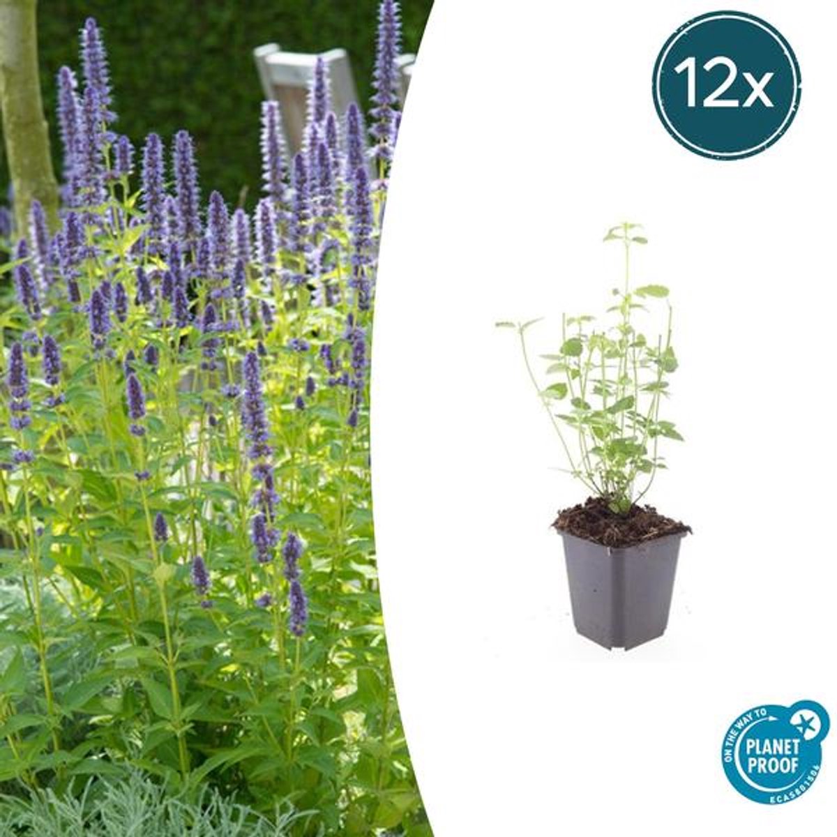 12x Agastache 'Black Adder' - 10-25cm - Ø9cm