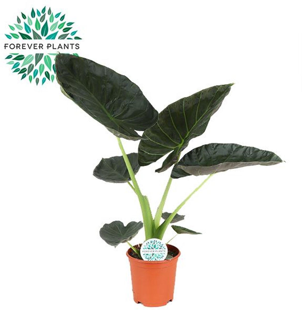 Alocasia Regal Shield - Ø21cm - 90cm