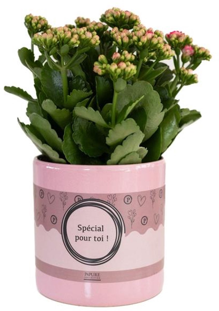 Kalanchoe Pink In P&PURE SPECIAL POUR TOI Verpakking - Ø12cm - 27cm