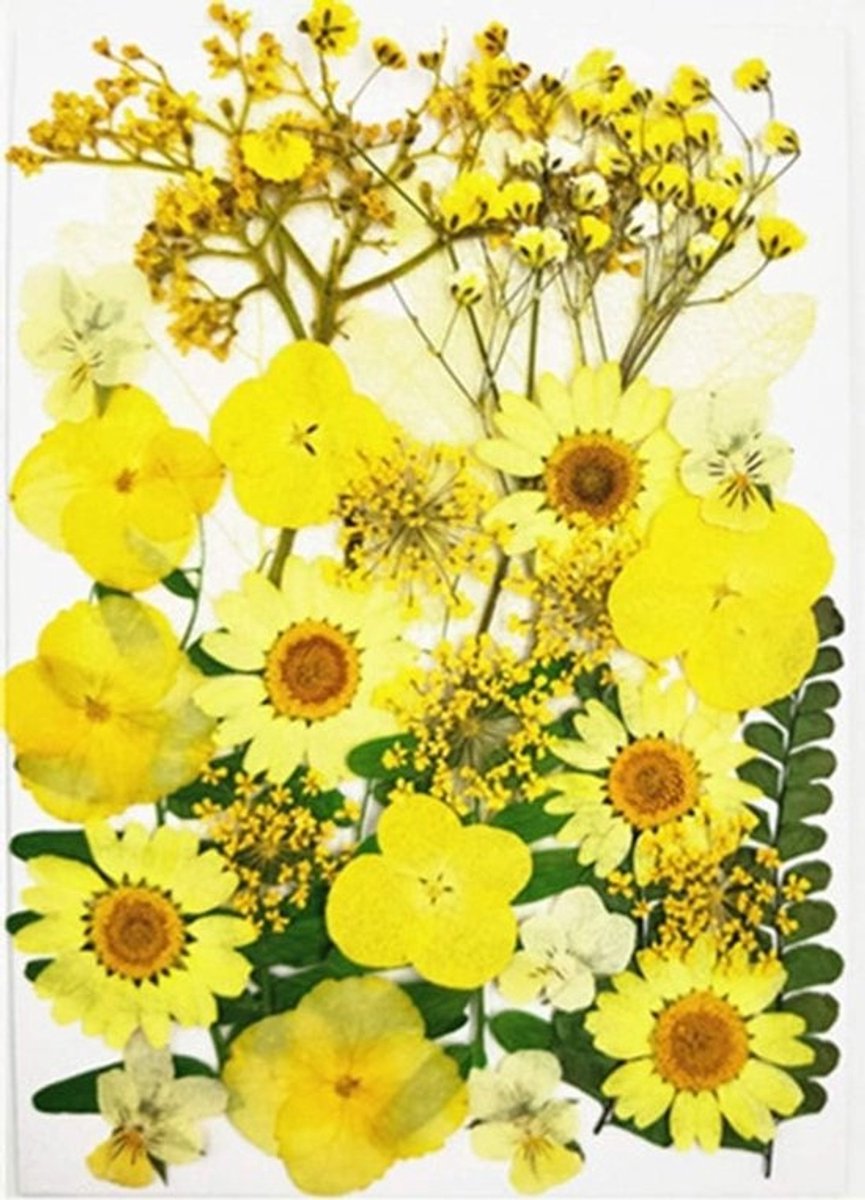 Drogen Geperste Bloemen voor Creatieve Projecten, Kaarsen, Hars, Scrapbooking en Decoraties met Echte Bloemen (Geel)