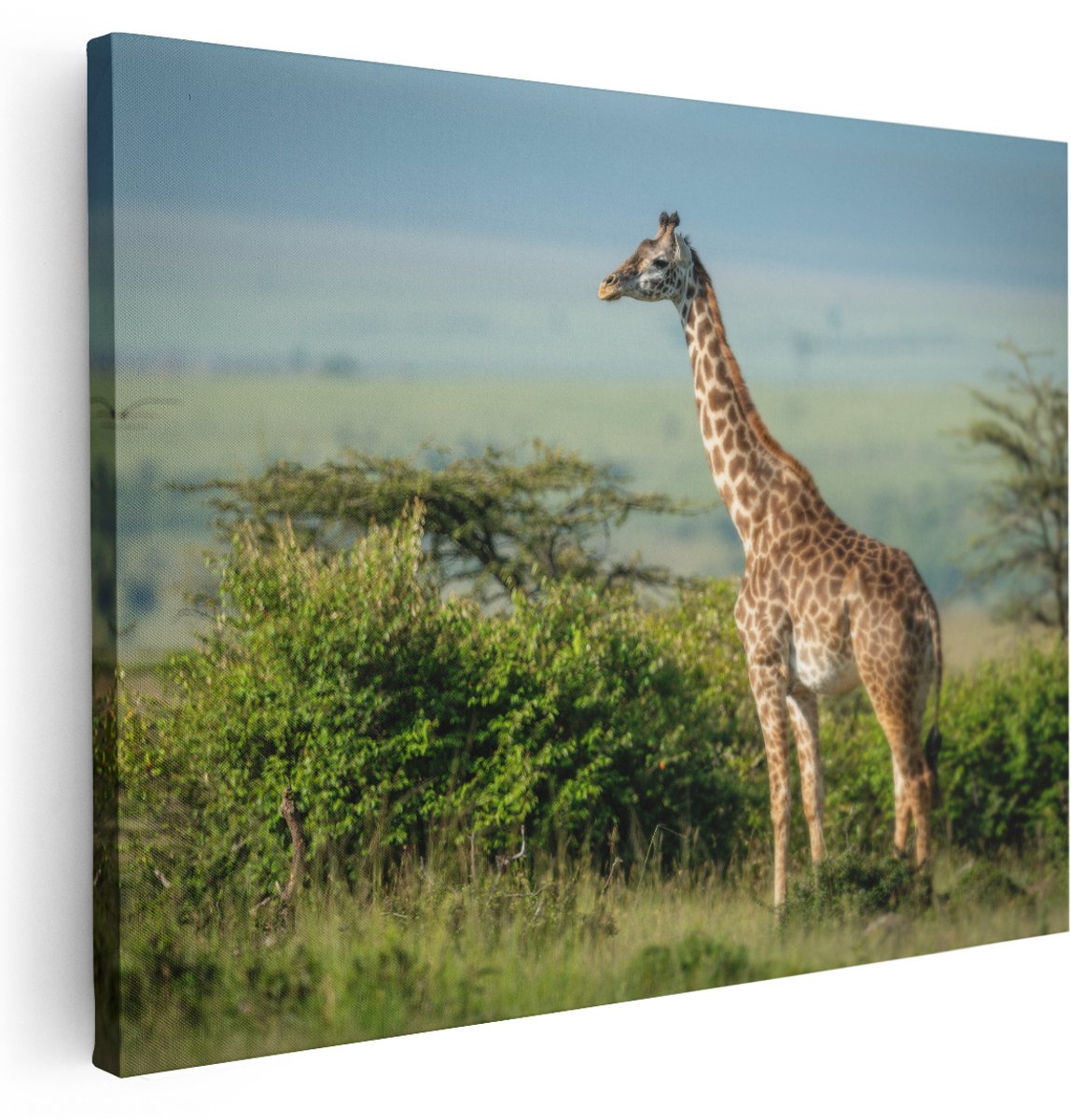 Artaza Canvas Schilderij Giraffe In Het Wild Tussen De Struiken - 160x120 cm - Groot - Wanddecoratie Woonkamer - Schilderijen - Muurdecoratie