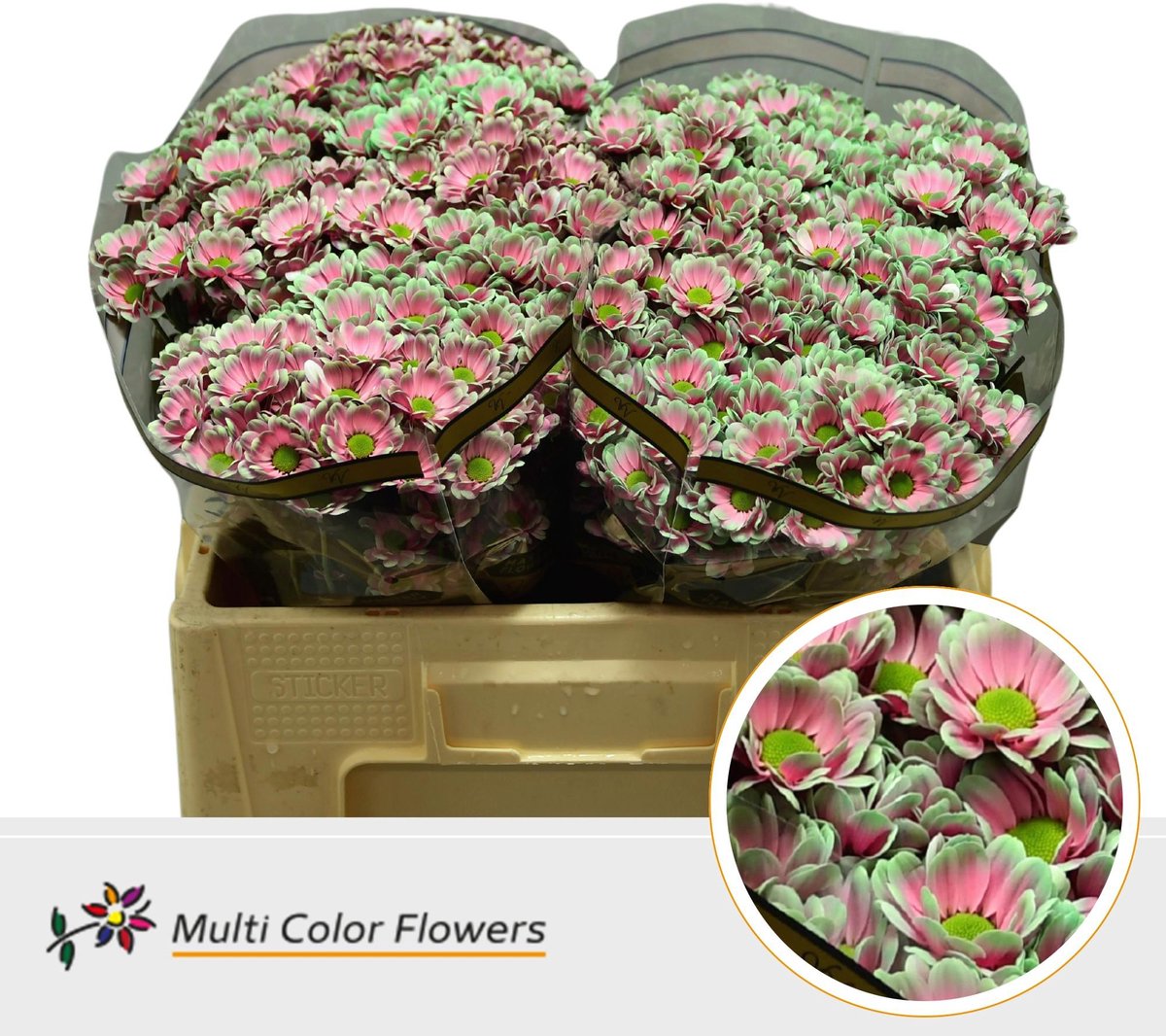 50x Chrysant san. bowie 50cm