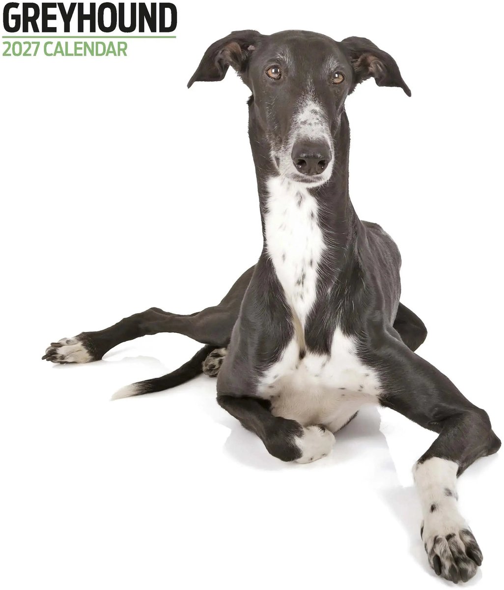 Greyhound Modern Kalender 2027