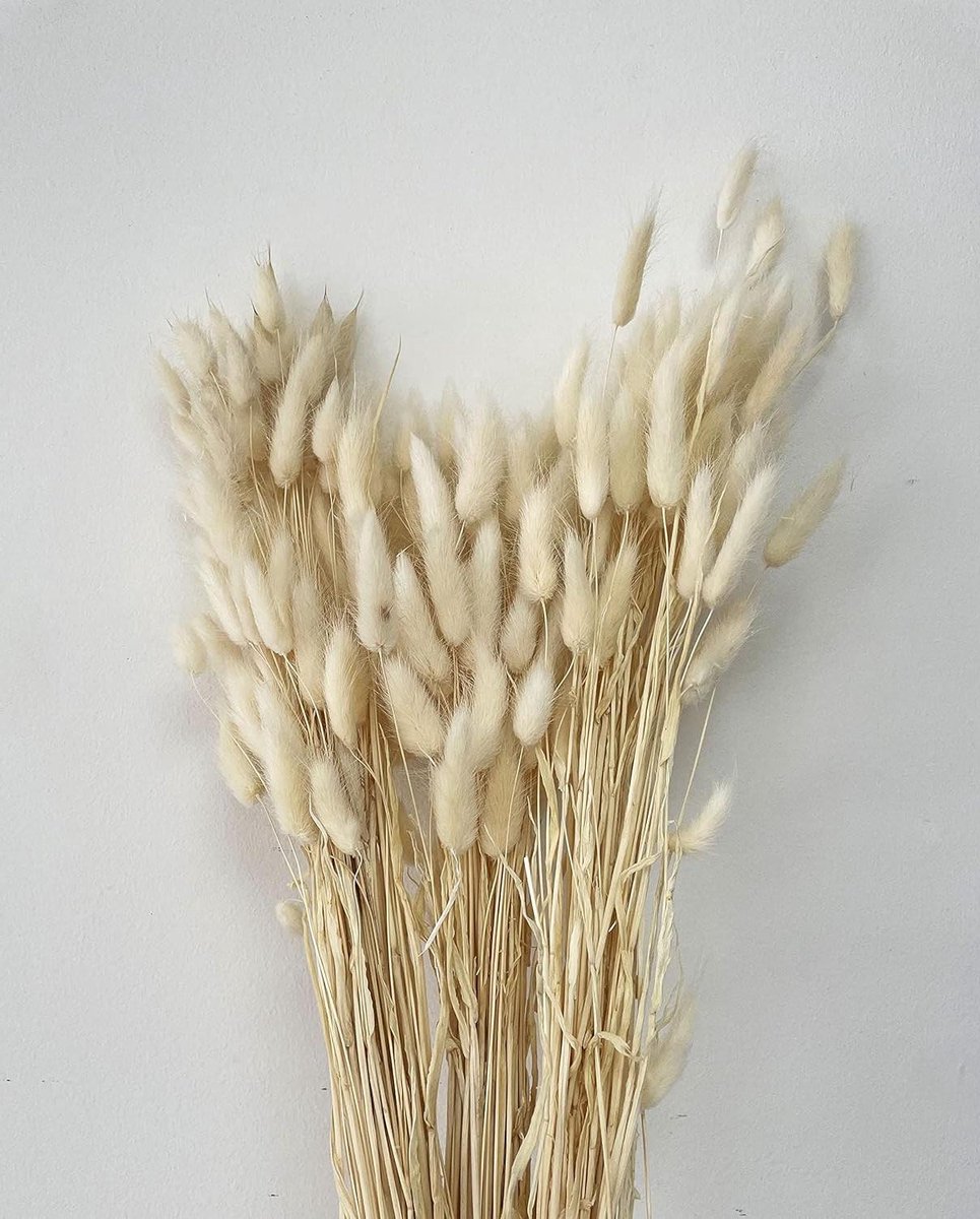 Gedroogd Gras Boeket - Konijnenstaart Gras - Bohemian Decoratie - Natuurlijk Gedroogd Materiaal - 60 stuks - Ivoor