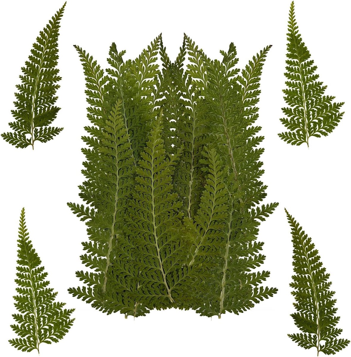 Gedroogde Varenbladeren - Gedroogde Planten - DIY Knutselen - Natuurlijke Variaties - 48 stuks - Groen