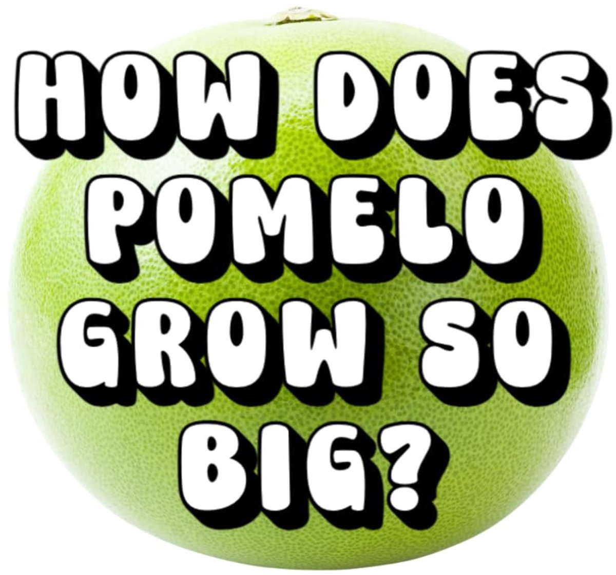 Does Pomelo Grow So Big?