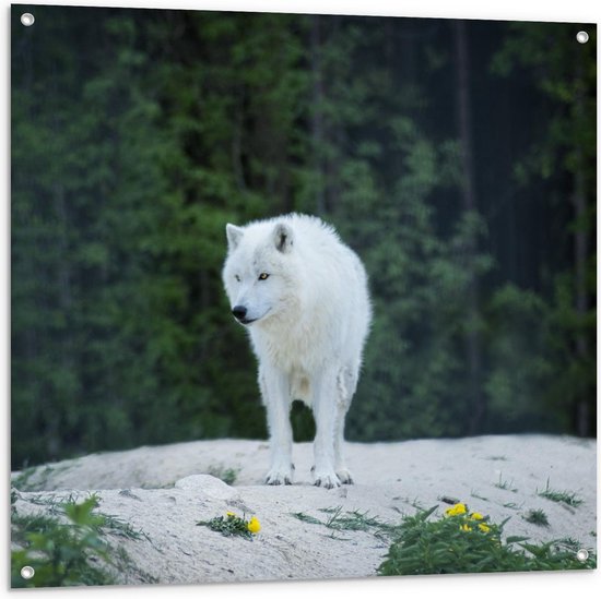 Tuinposter - Witte Wolf in Natuur - Foto op Tuinposter (wanddecoratie voor buiten en binnen)