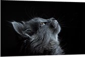 Dibond - Grijze omhoogkijkende Kat Zwarte Achtergrond - 120x80cm Foto op Aluminium (Wanddecoratie van metaal)