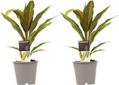 Kamerplanten van Botanicly – 2 × Cordyline Fruticosa Kiwi – Hoogte: 40 cm