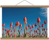 Schoolplaat – Roze Tulpen in het Veld - 60x40cm Foto op Textielposter (Wanddecoratie op Schoolplaat)