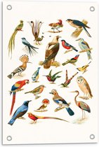 Tuinposter – Getekende Vogelsoorten - 40x60cm Foto op Tuinposter  (wanddecoratie voor buiten en binnen)