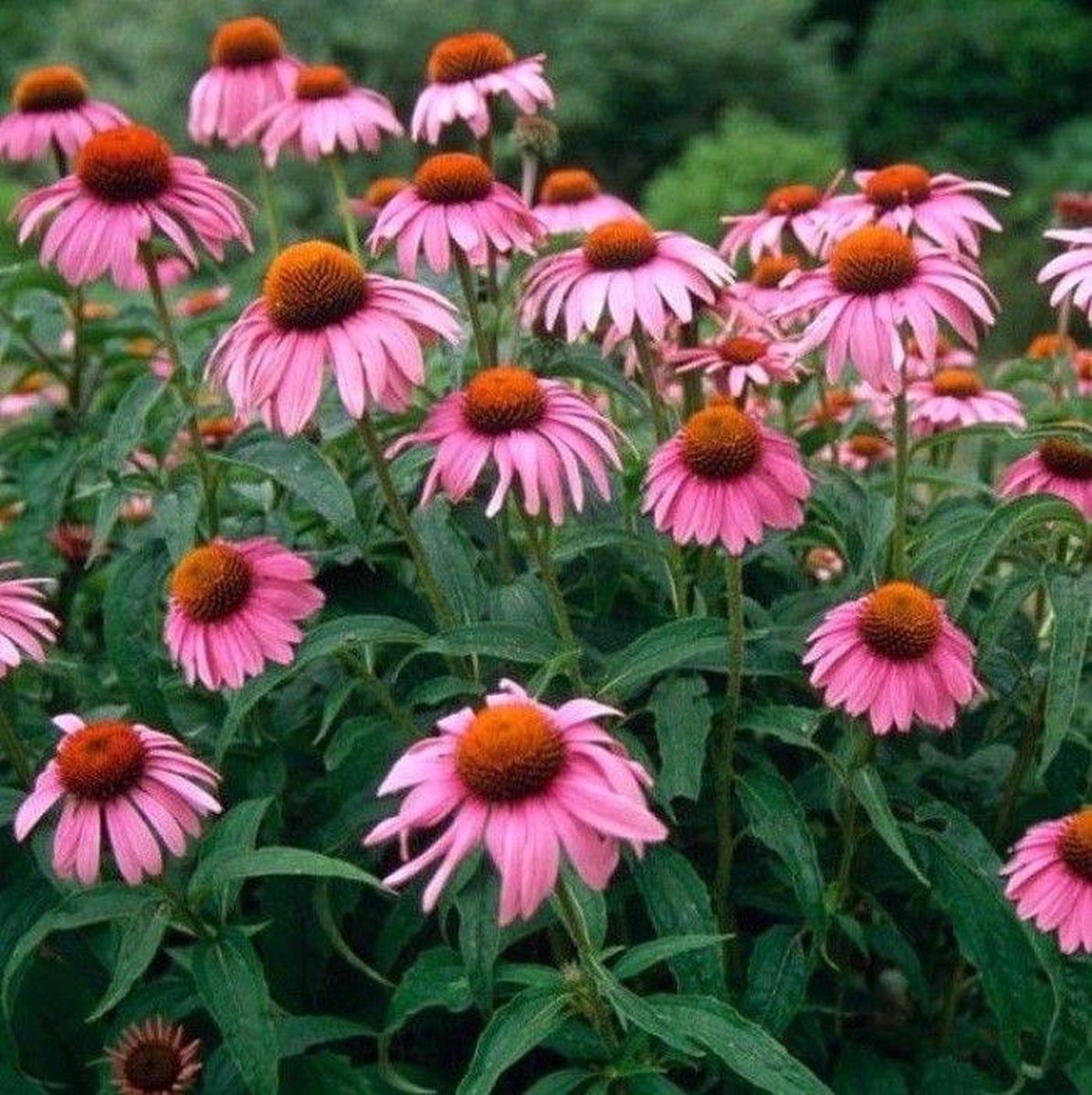 50 x Echinacea purpurea Zonnehoed in 9x9cm pot met hoogte 5