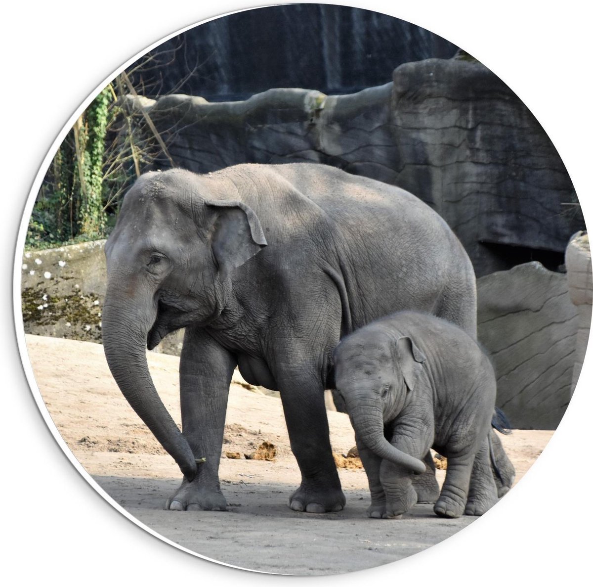 Forex Wandcirkel - Olifant met Baby - 20x20cm Foto op Wandcirkel (met ophangsysteem)