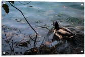 Tuinposter – Eend in het Water - 90x60cm Foto op Tuinposter  (wanddecoratie voor buiten en binnen)