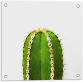 Tuinposter – Langwerpige Cactus op Witte Achtergrond - 50x50cm Foto op Tuinposter  (wanddecoratie voor buiten en binnen)