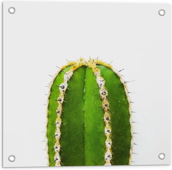 Poster Jardin – Cactus allongé sur fond Witte - Photo 50x50cm sur Poster  Jardin... | bol.com