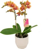 Orchidee van Botanicly – Vlinder orchidee in witte keramiek pot 'Eline' als set – Hoogte: 50 cm, 2 takken – Phalaenopsis Multiflora Grazia