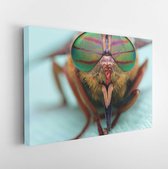 Eyes of an insect. Portrait of a Gadfly (Fly).Hybomitra horse fly head closeup - Modern Art Canvas - Horizontal - 197882684 - 40*30 Horizontal