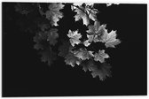 Dibond - Zwart/Wit Tak met Bladeren - 60x40cm Foto op Aluminium (Met Ophangsysteem)