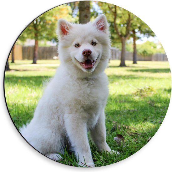 Dibond Wandcirkel - Schattige Witte Hond in een Park - 30x30cm Foto op Aluminium Wandcirkel (met ophangsysteem)