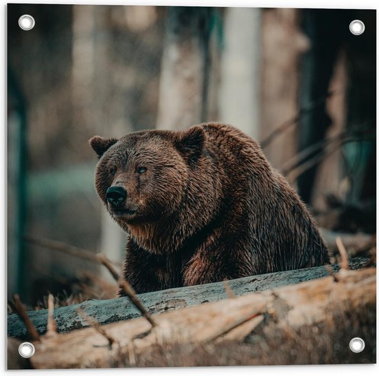 Tuinposter – Bruine Grizzlybeer in de Bossen   - 50x50cm Foto op Tuinposter  (wanddecoratie voor buiten en binnen)