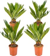 Bloomique | Cycas 'Revoluta' - Vredespalm per 4 stuks - Binnen- en buitenplant in kwekerspot ⌀12 cm - Hoogte ↕50 cm