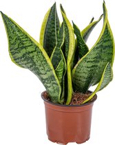 Sansevieria 'Laurentii' – Vrouwentong – Succulent – Onderhoudsvriendelijk – ⌀12cm–25-35cm