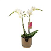 Orchidee van Botanicly – Orchidee in gouden keramiek pot 'Julia' als set – Hoogte: 50 cm, 2 takken – Phalaenopsis Multiflora Snowflake