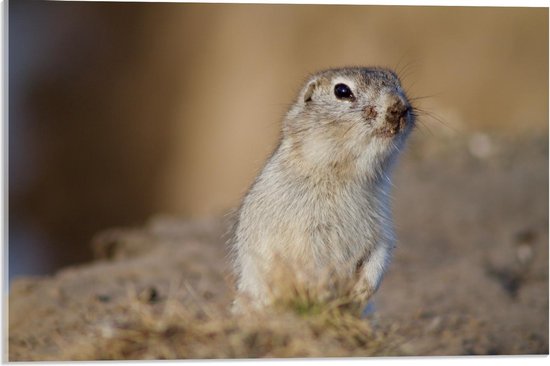 Acrylglas - Ruikende Witte Hamster - Foto op Acrylglas (Met Ophangsysteem)