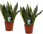 Kamerplanten van Botanicly – 2 × Vrouwentongen – Hoogte: 40 cm – Sansevieria trif. Superba