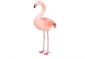 Zomer - Pb. 1 Feather Flamingo Orange 45 Cm