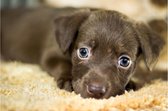 Poster hondje | Poster dieren| Poster natuur | Dieren poster