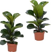 Set Van 2 Ficus Lyrata Vioolplant - ↑ 35-40cm - Ø 12cm