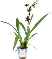 Orchidee | Zygopetalum Trozy Blue | Inca Orchidee ↑ 55-60cm - Ø 12cm