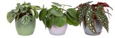 Kamerplanten van Botanicly – 3 × Stippenplant, Pannenkoekenplant, Peperomia Watermeloen – Hoogte: 20 cm – Begonia maculata, Pilea peperomioides, Peperomia Argyreia