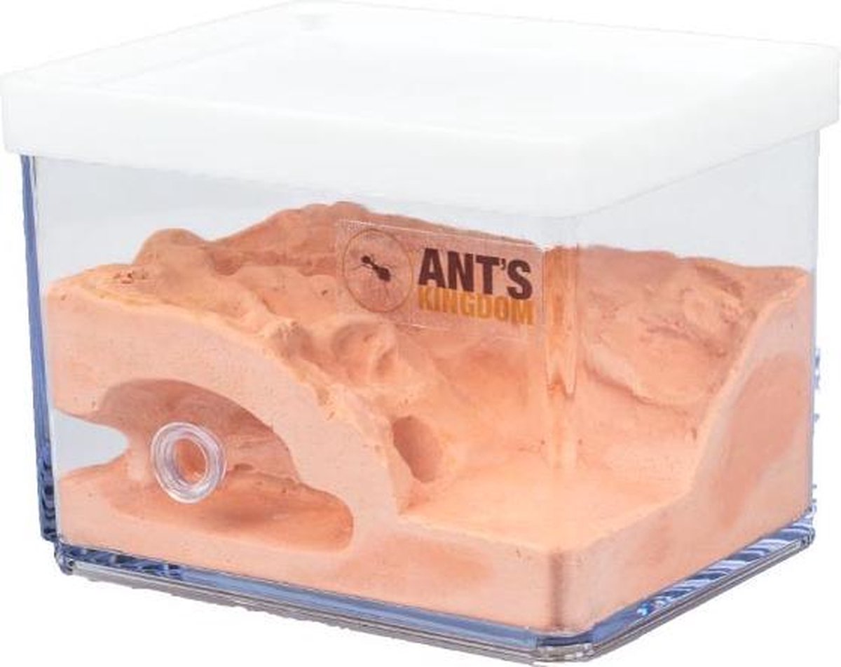 AntHouse - Natuurlijke mierenboerderij van zand | 3D Basisset (sandwich voedseldoos) Rood | Inclusief mieren AntHouse - Natuurlijke mierenboerderij van zand | 3D Basisset (sandwich voedseldoos) Rood | Inclusief mieren